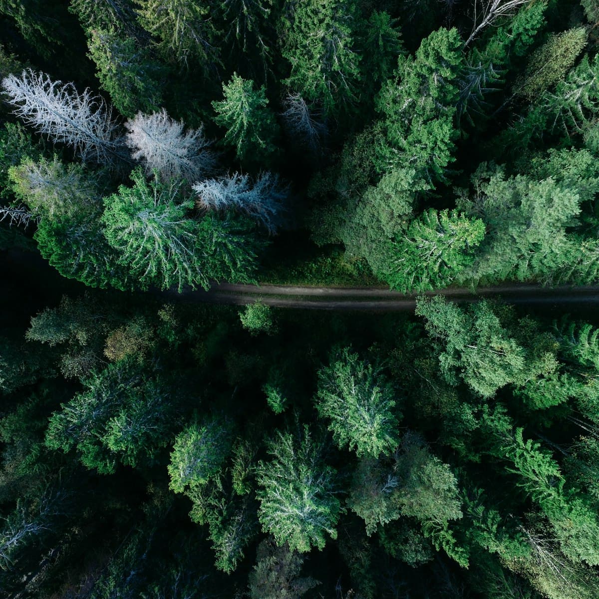 Vista aérea de un bosque tropical